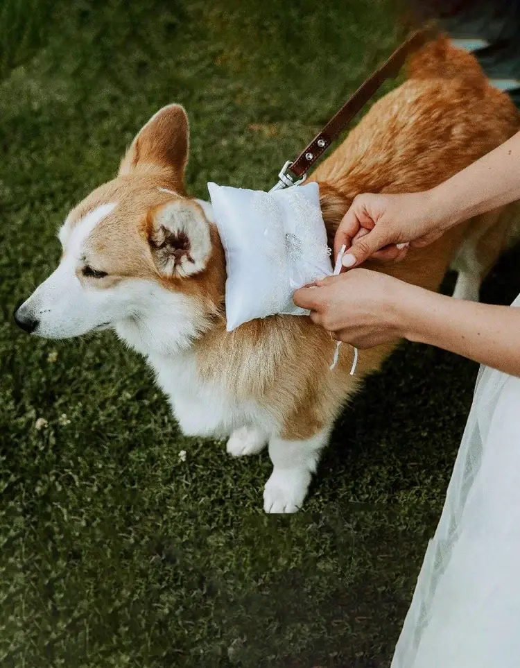 White RIng Cushion with Corgi